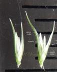  Spikelets